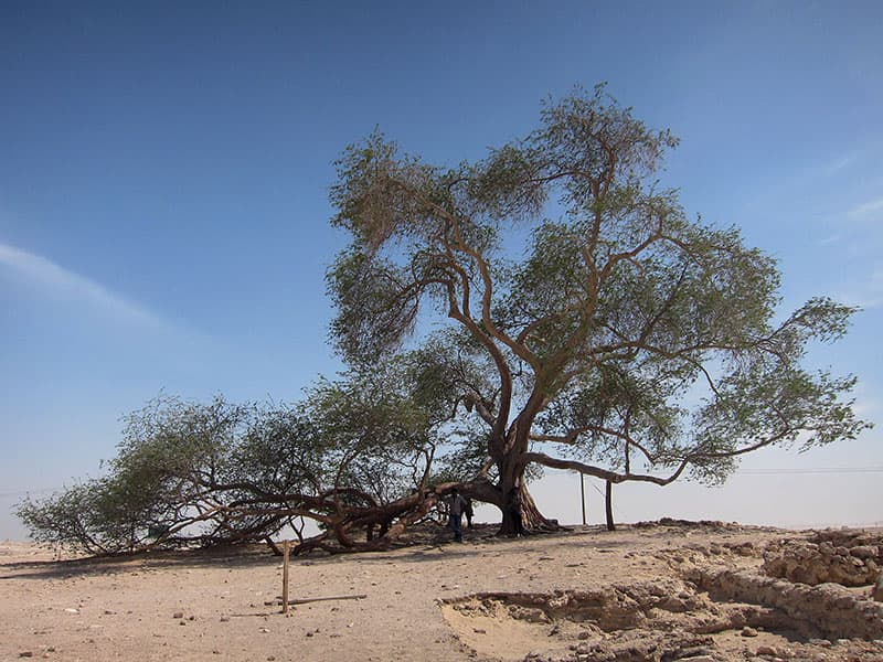 tree-of-life-bahrain-800x600